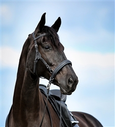 Barefoot Rawhide Bosal Nosebands